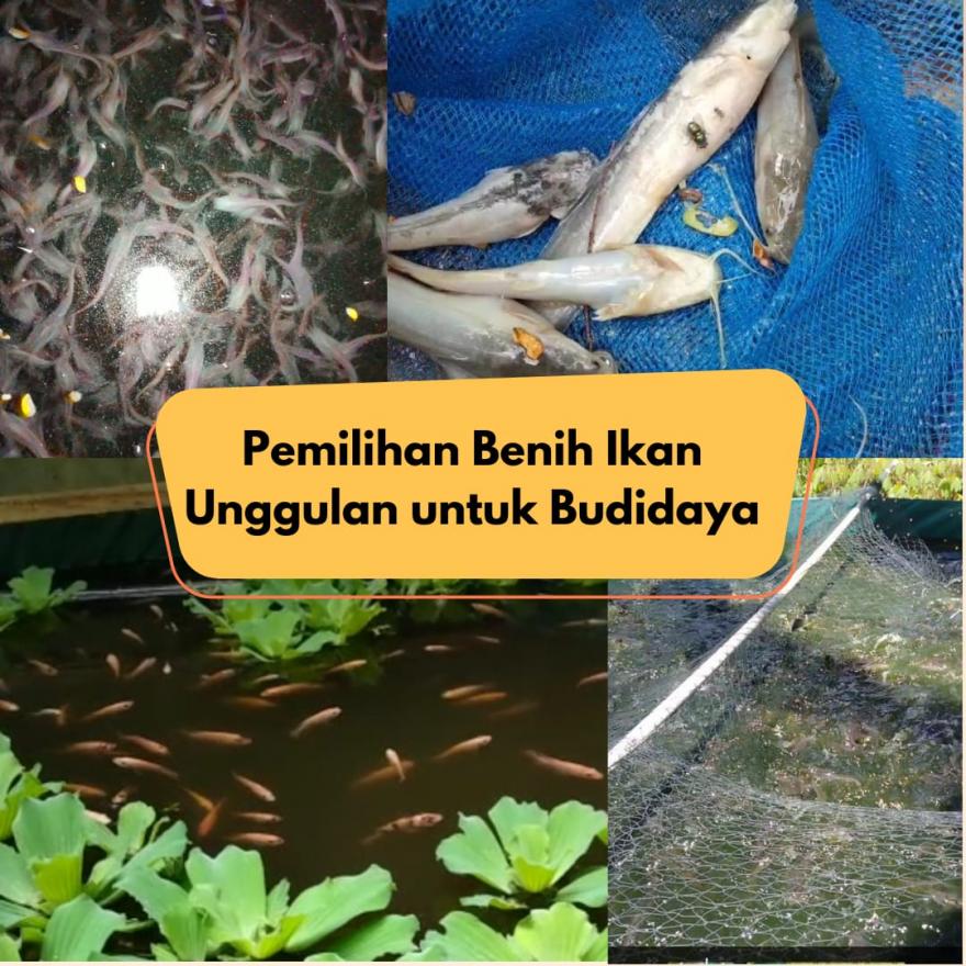 Langkah Awal Budidaya Ikan : Penyiapan Benih Unggulan